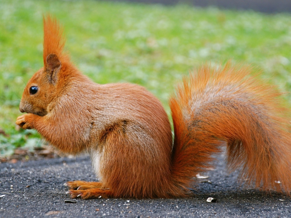 Оранжевая белочка