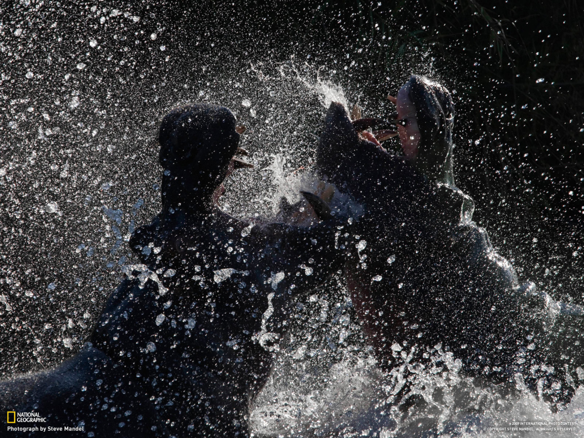 Битва бегемотов