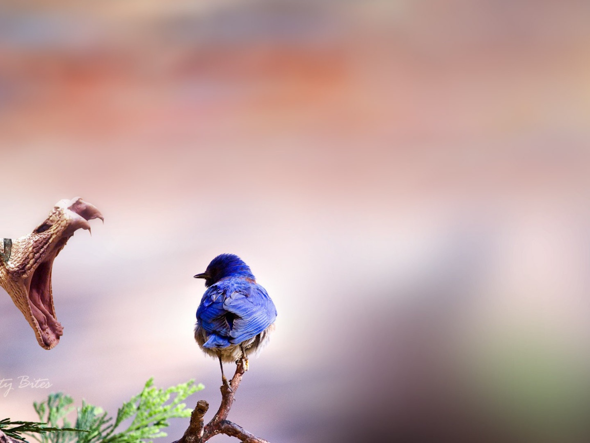 Птичка и змея