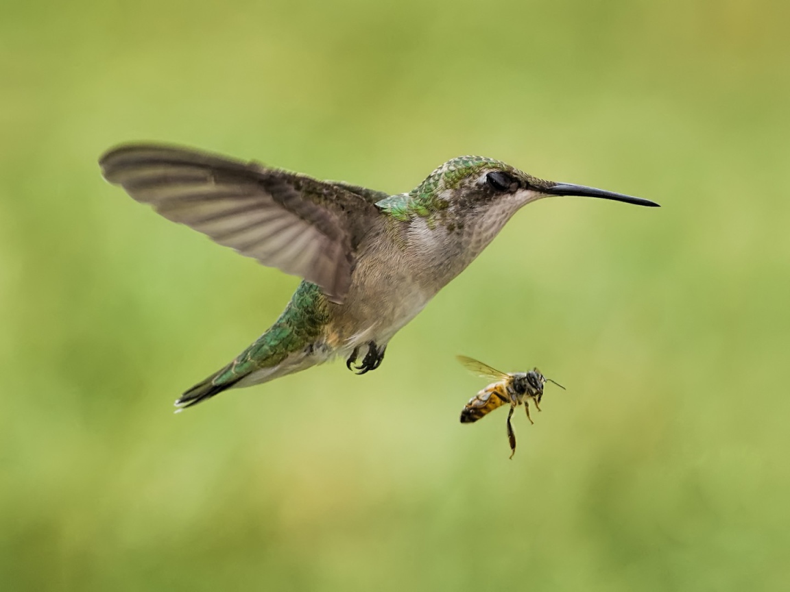Птички в полёте