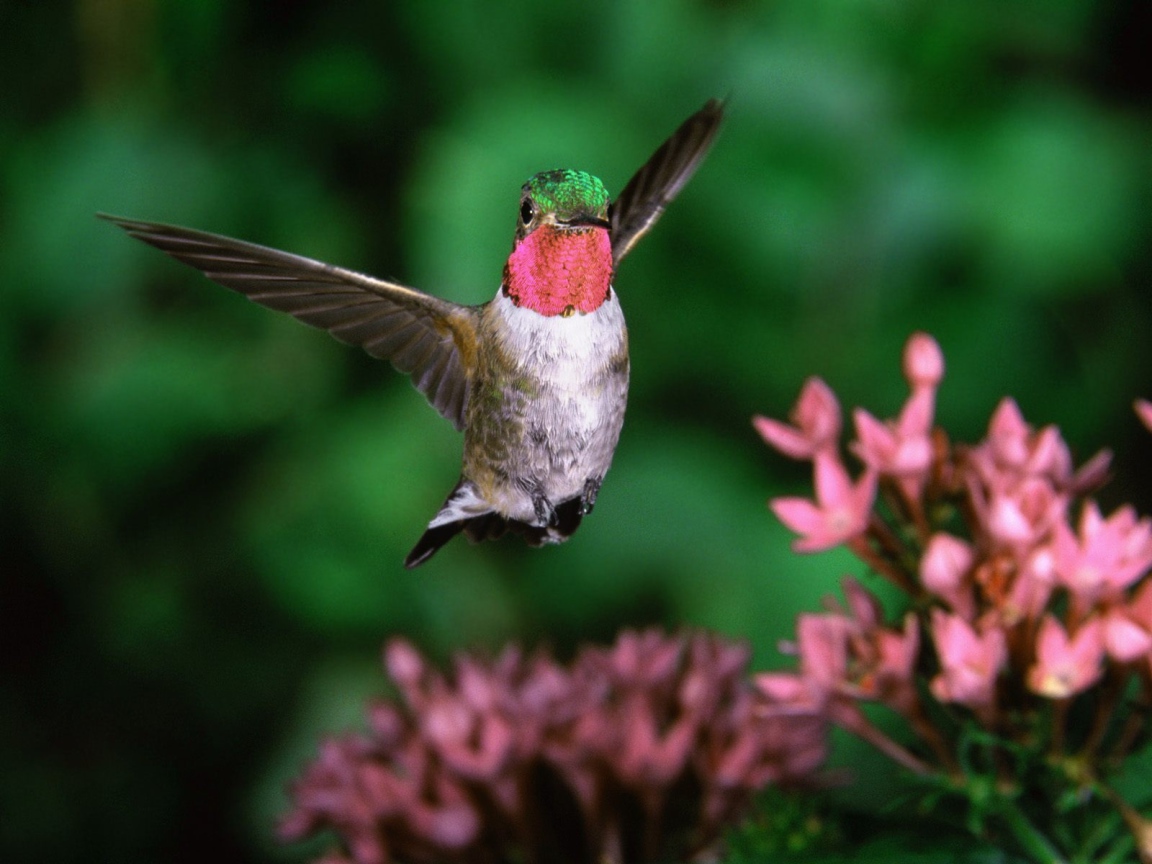 Широкохвостный колибри 