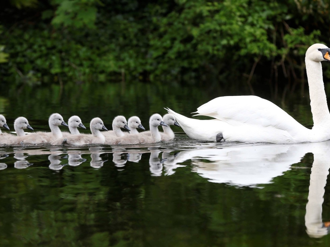 Выводок плывет за мамой