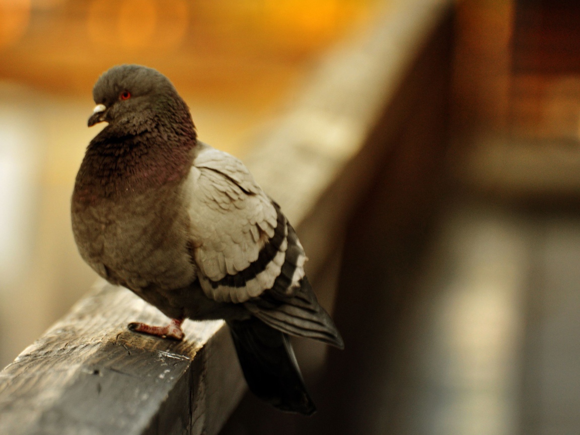 Отчаянная птица