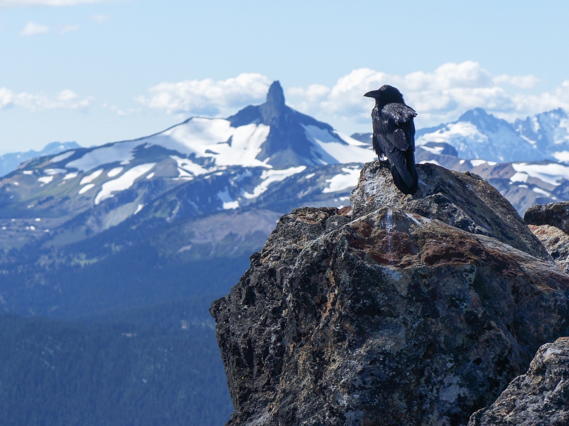 Ворона в горах