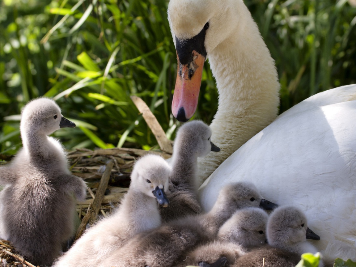 Утка с утятами