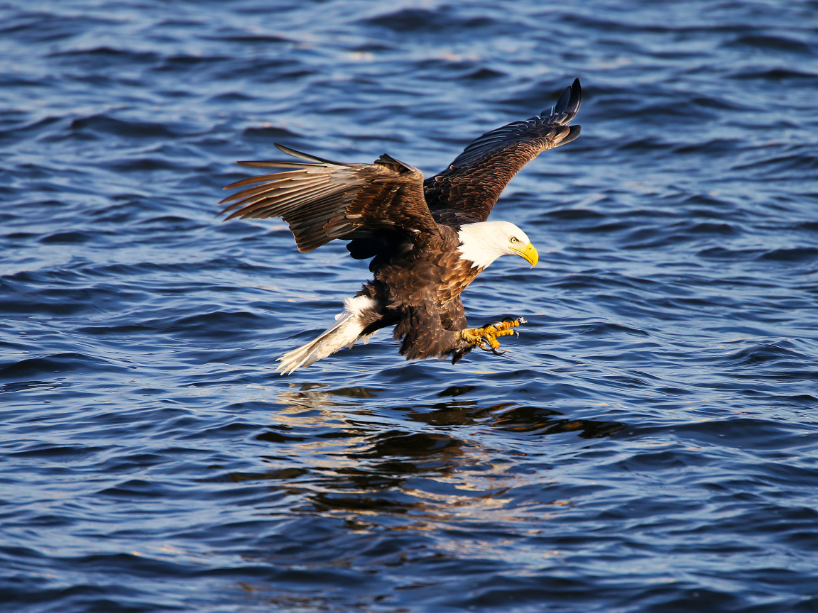 Орёл ловит рыбу