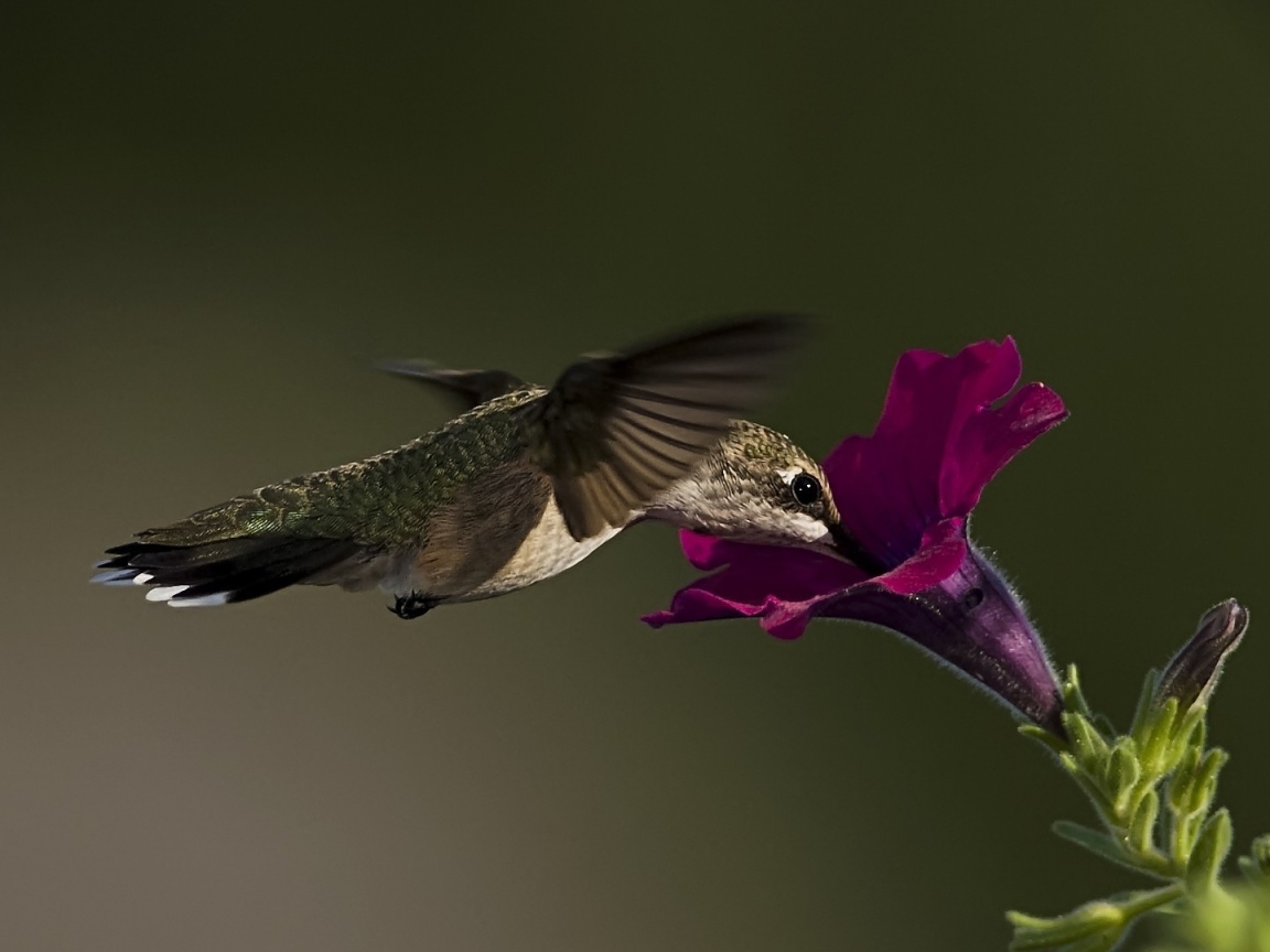 Колибри у цветка