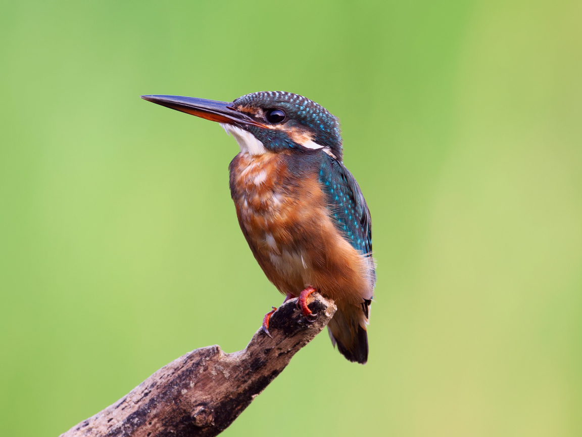 Зимородок на желтом фоне