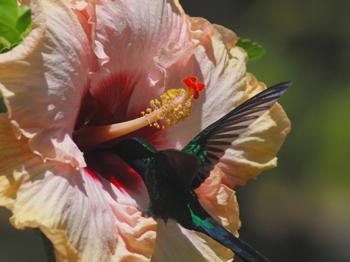 Коллибри на цветке