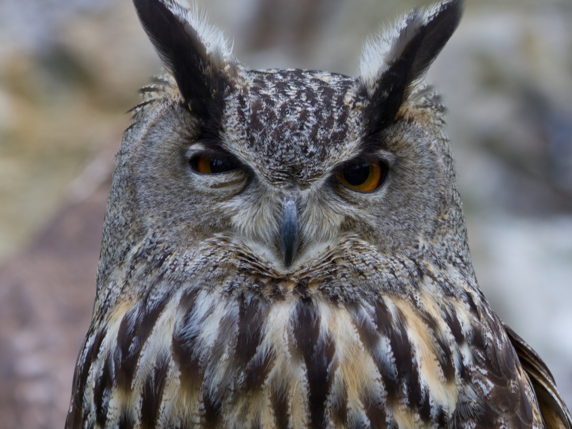 Ушастая сова