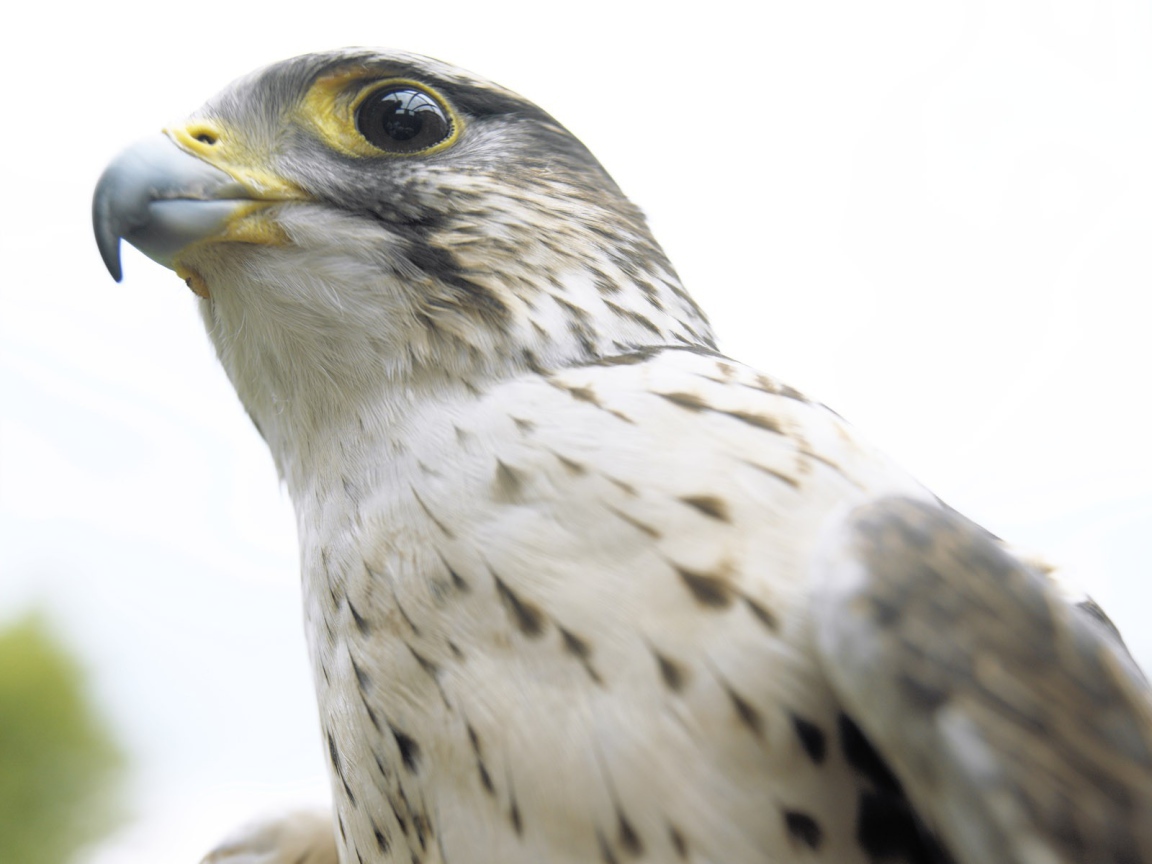 Взгляд ястреба