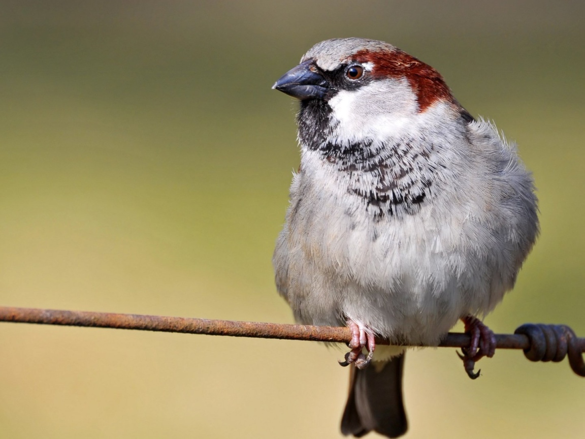 Обыкновенный воробей