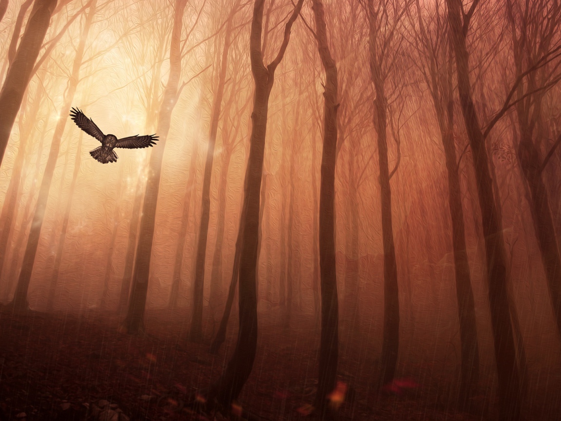 Сова в лесу