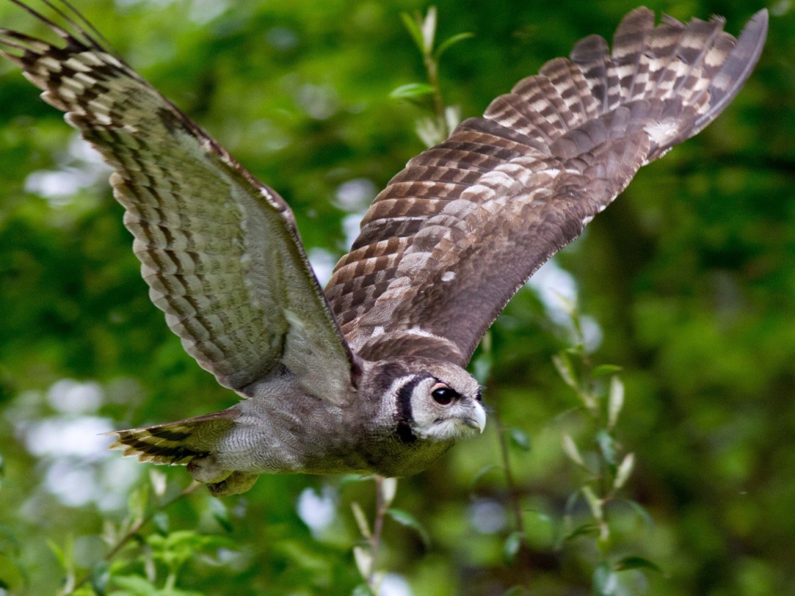 Сова на фоне зелени