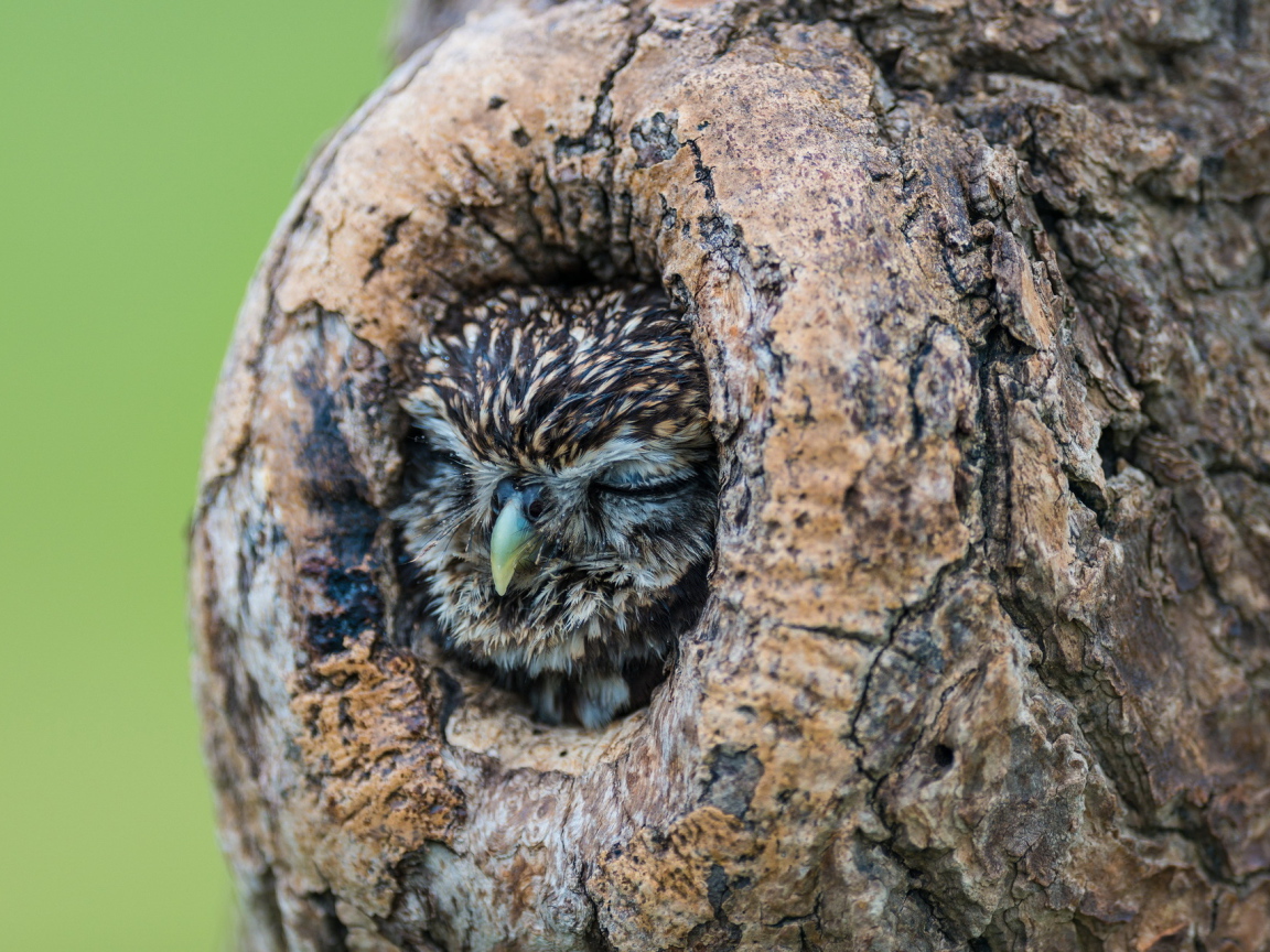 Сова спит в дупле