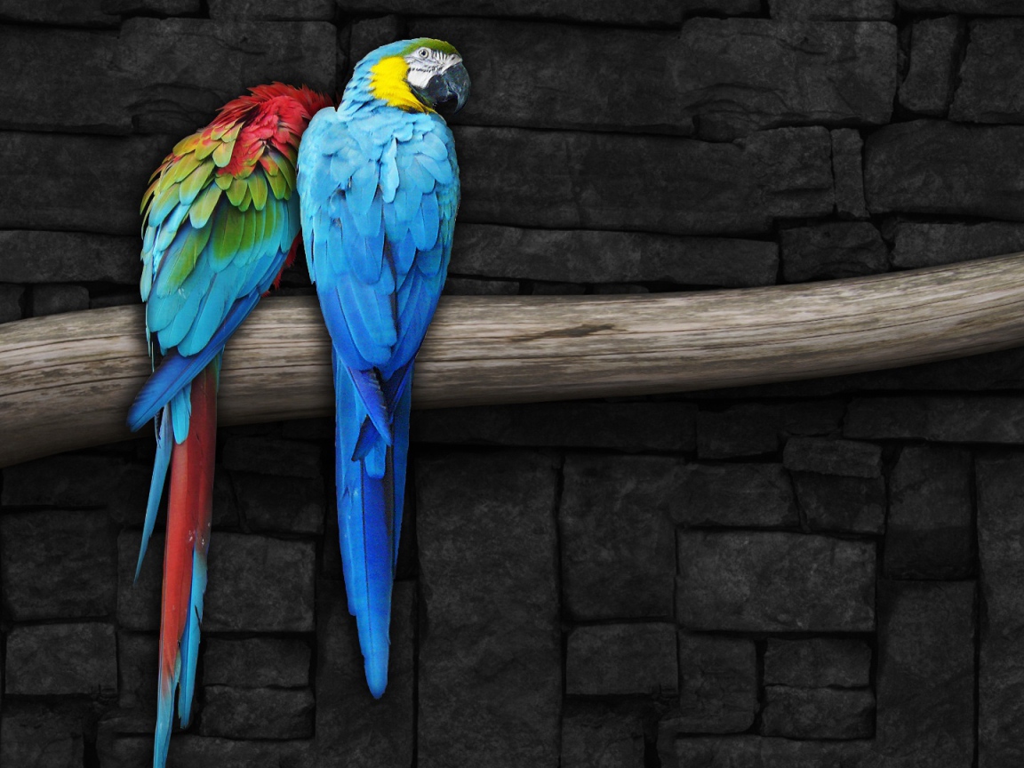 Парочка попугаев