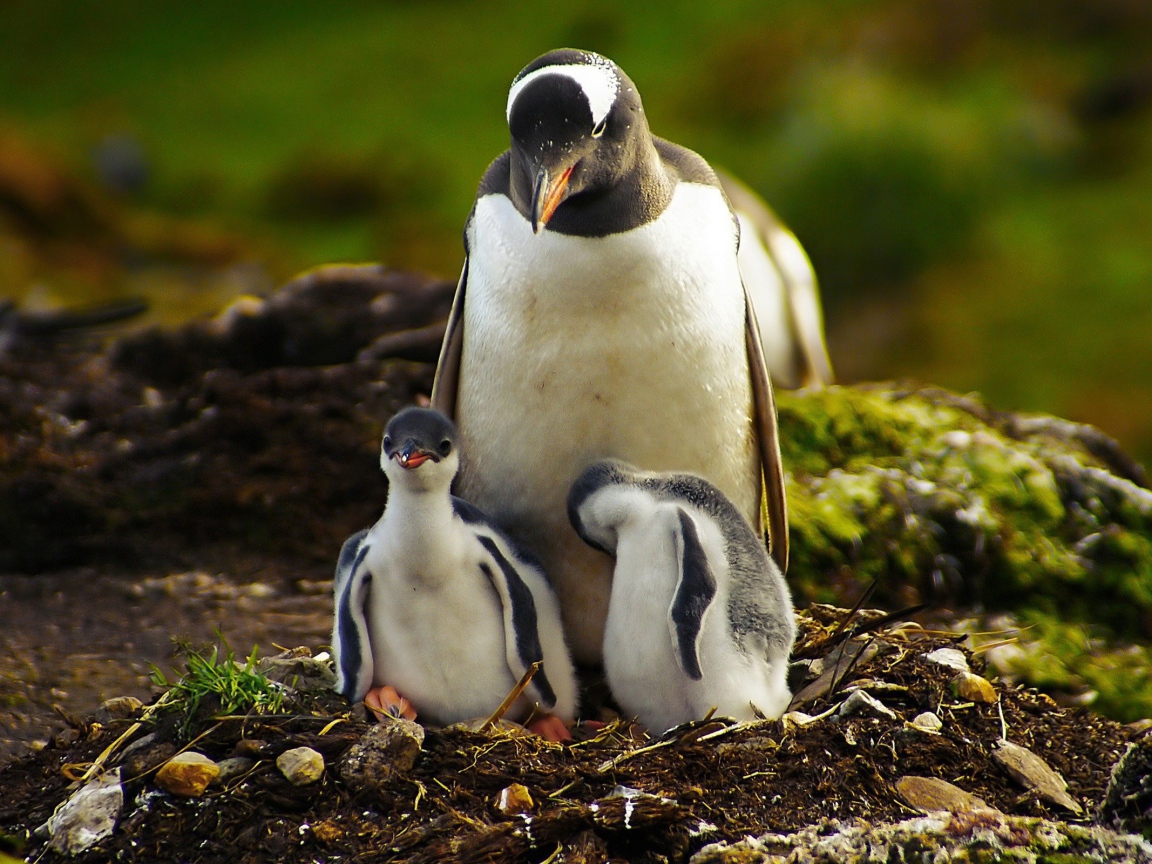 Пингвин с птенцами