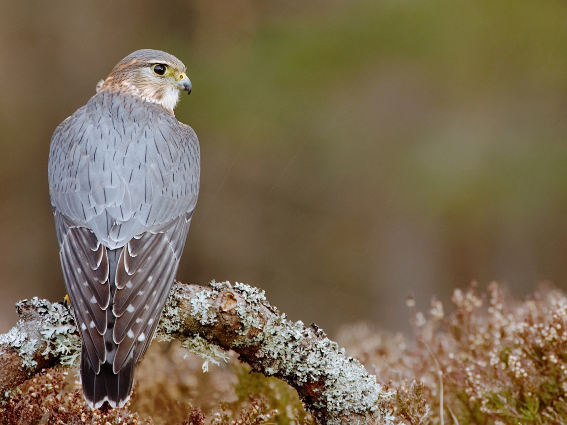 Пиджен ястреб