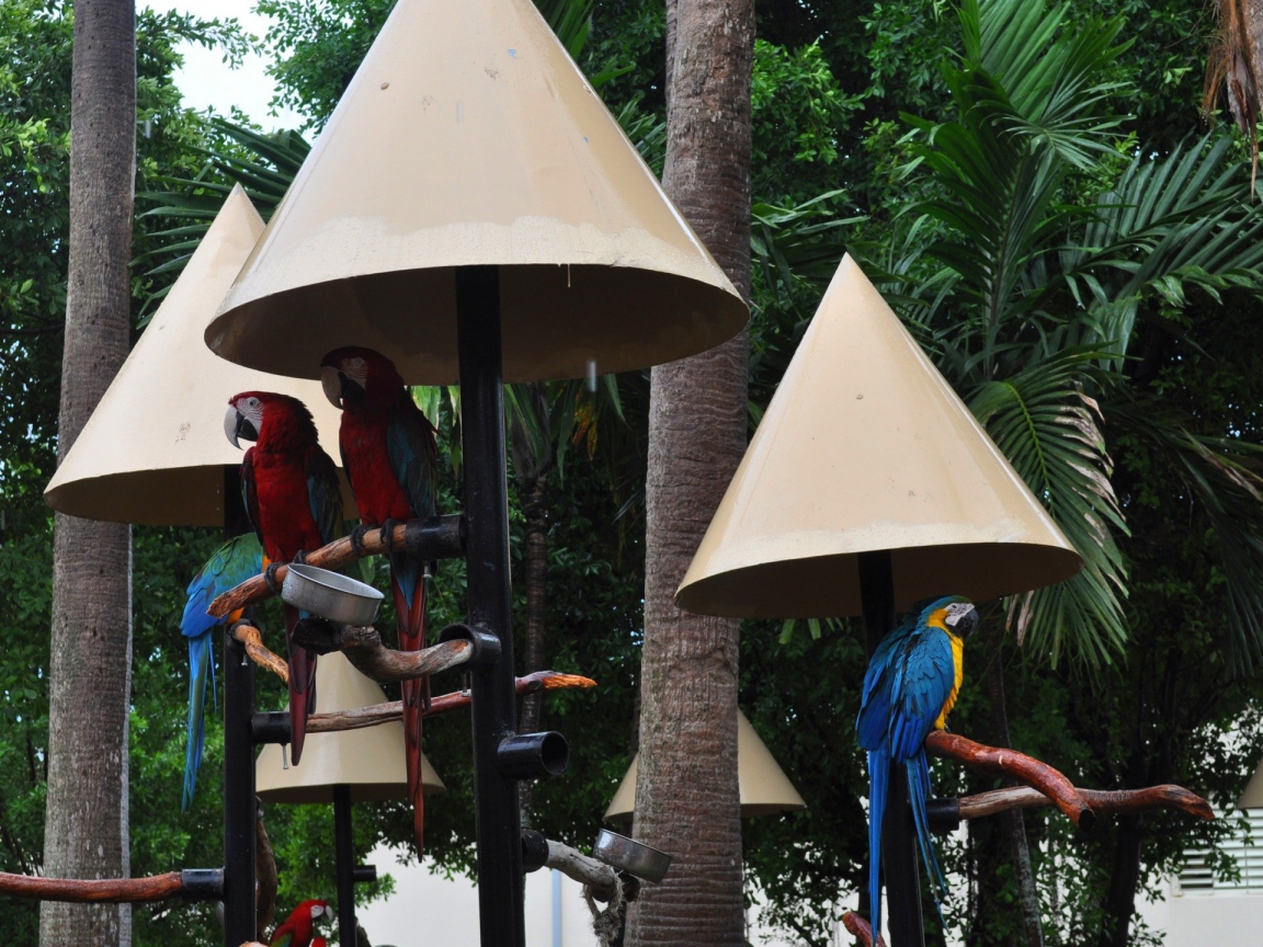 Крыши для попугаев