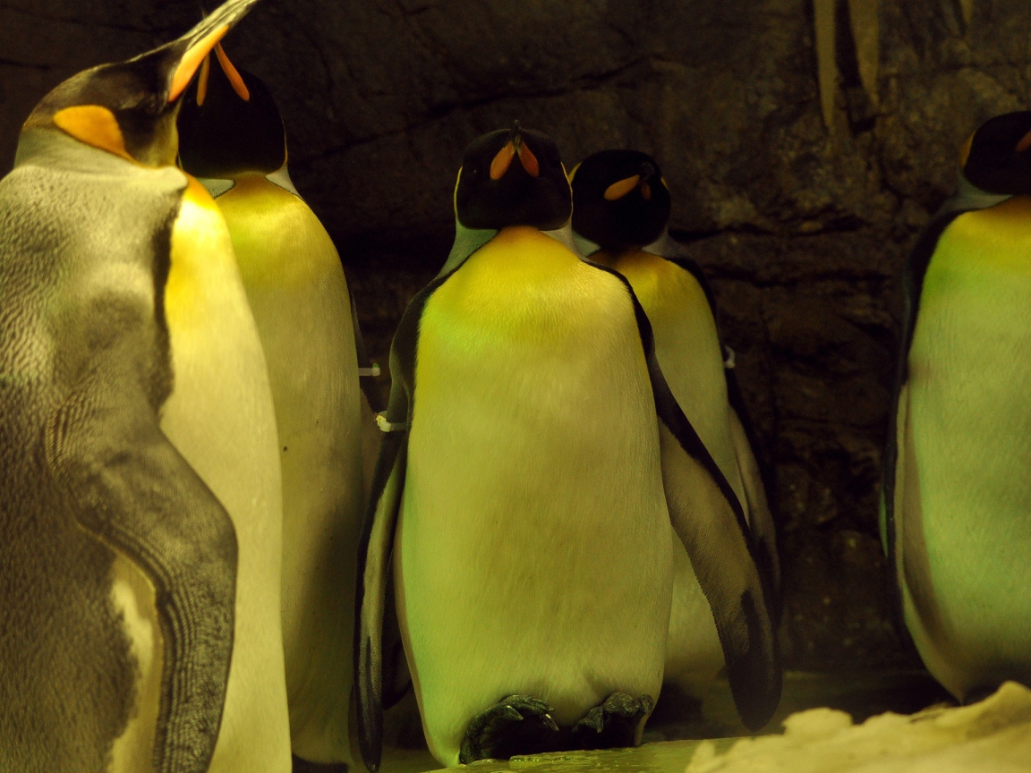 Спящие пингвины 