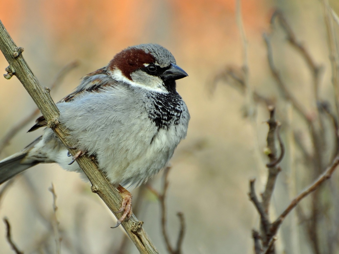 Воробей на ветке