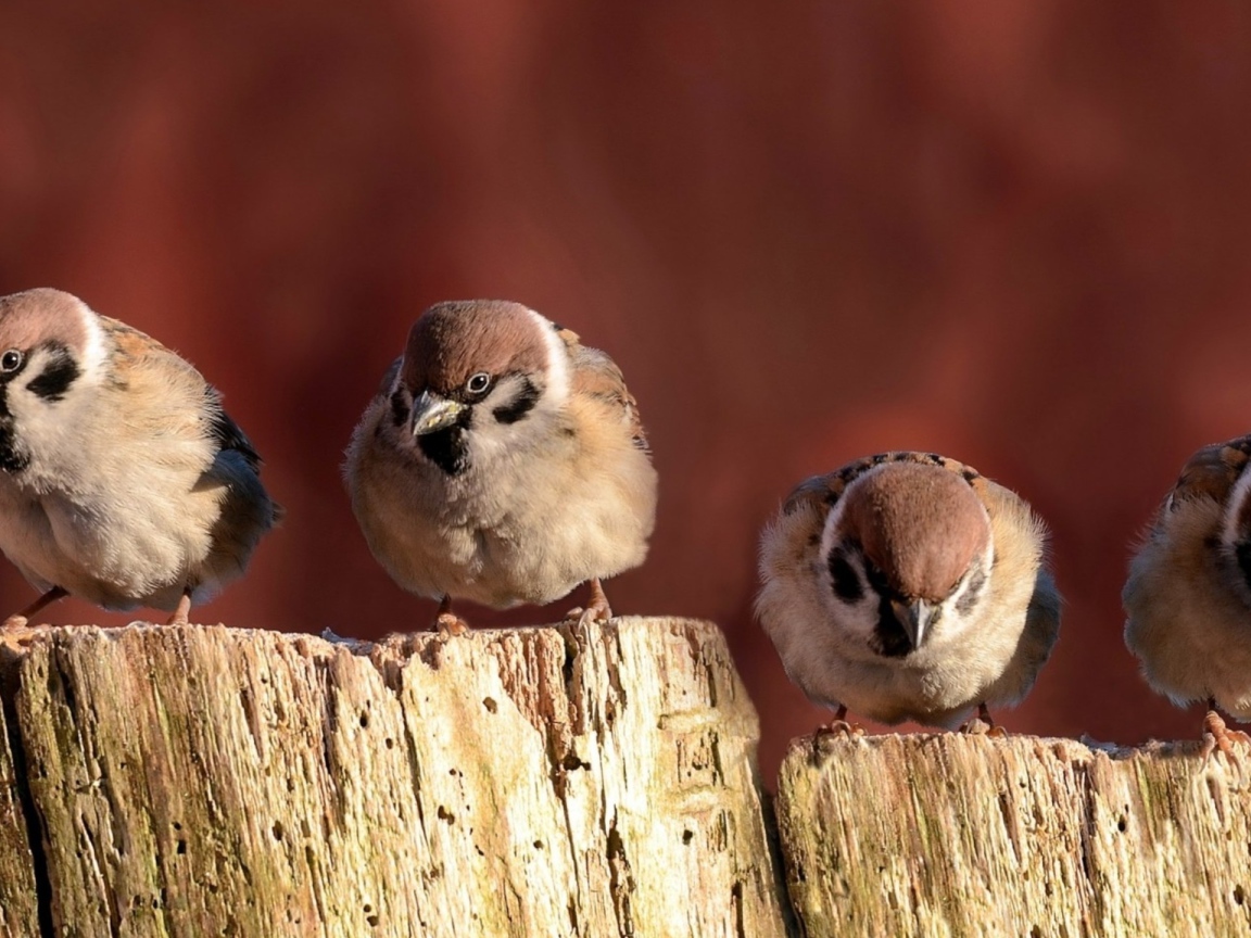 Воробьи сидят на заборе