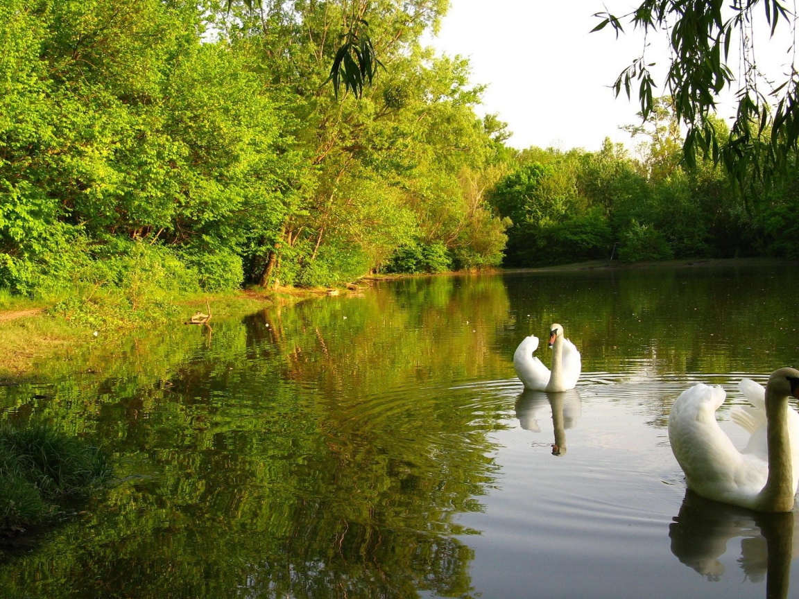 Лебединое озеро