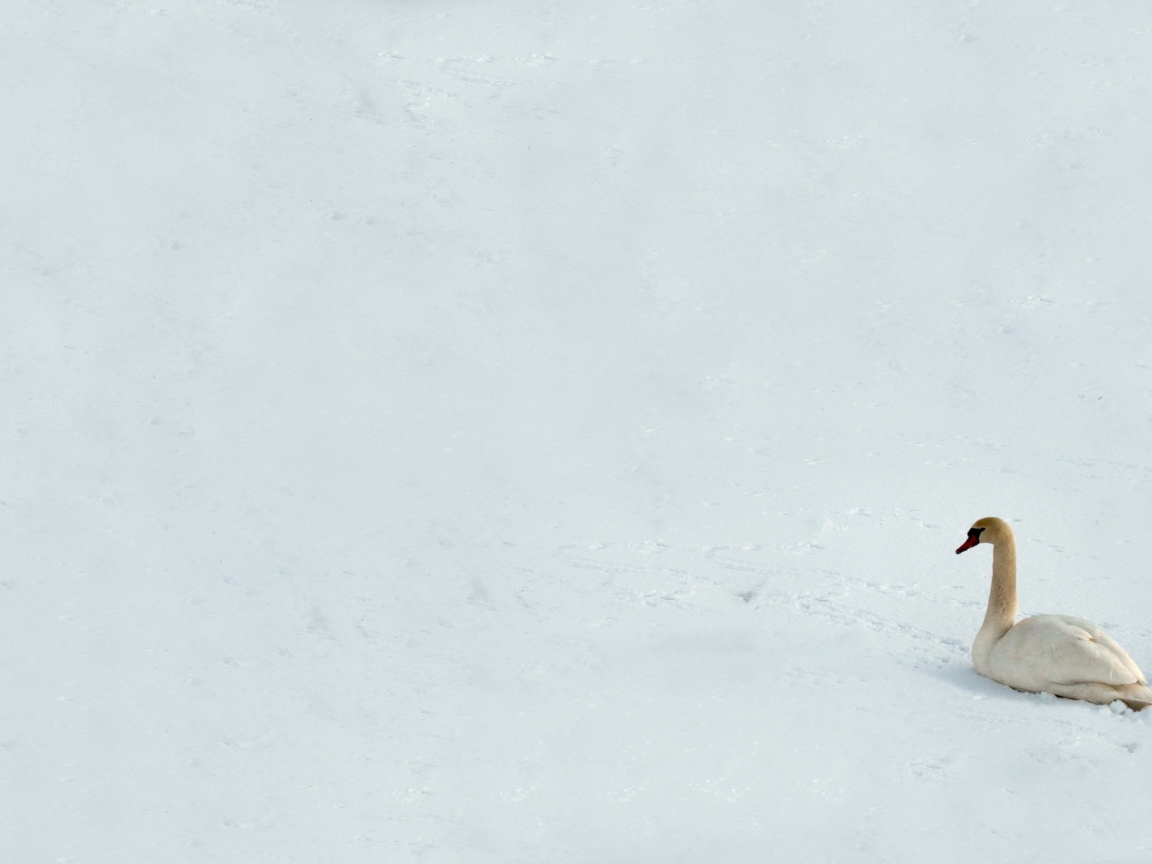 Лебедь на снегу