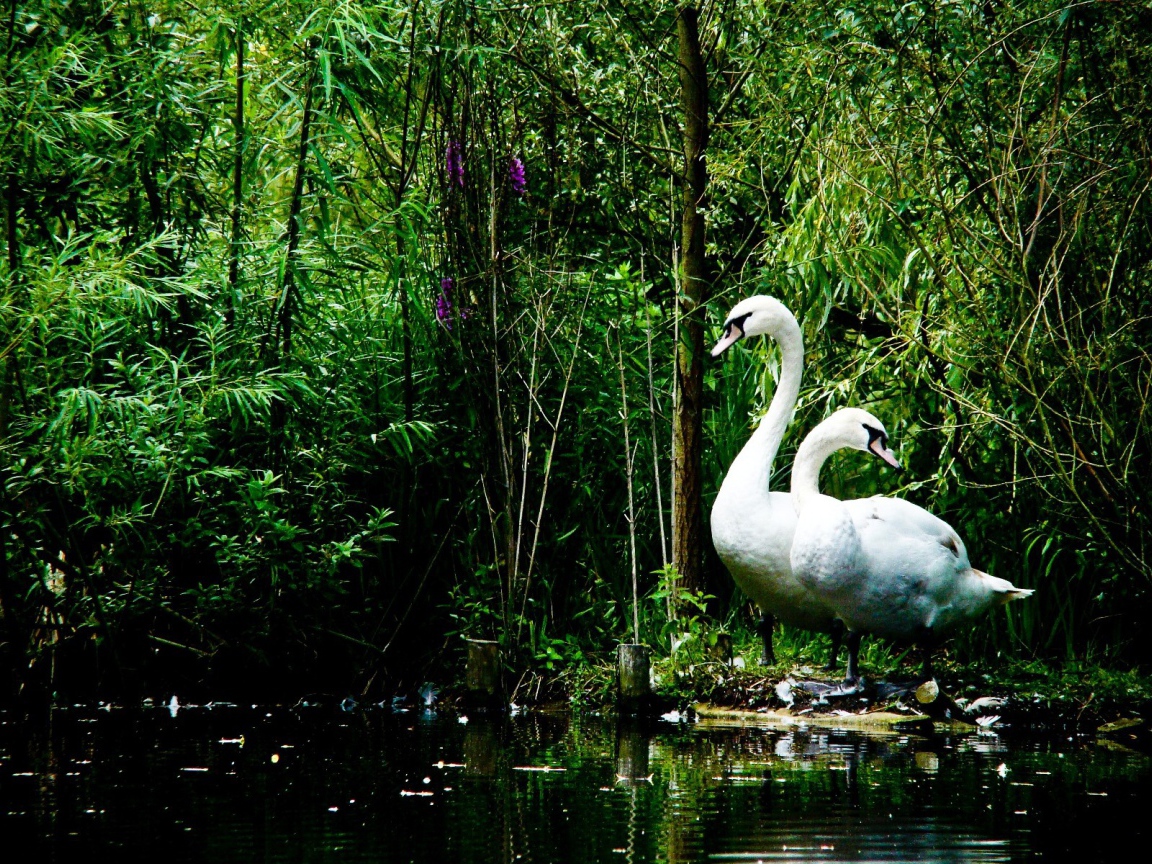 Лебеди на берегу озера