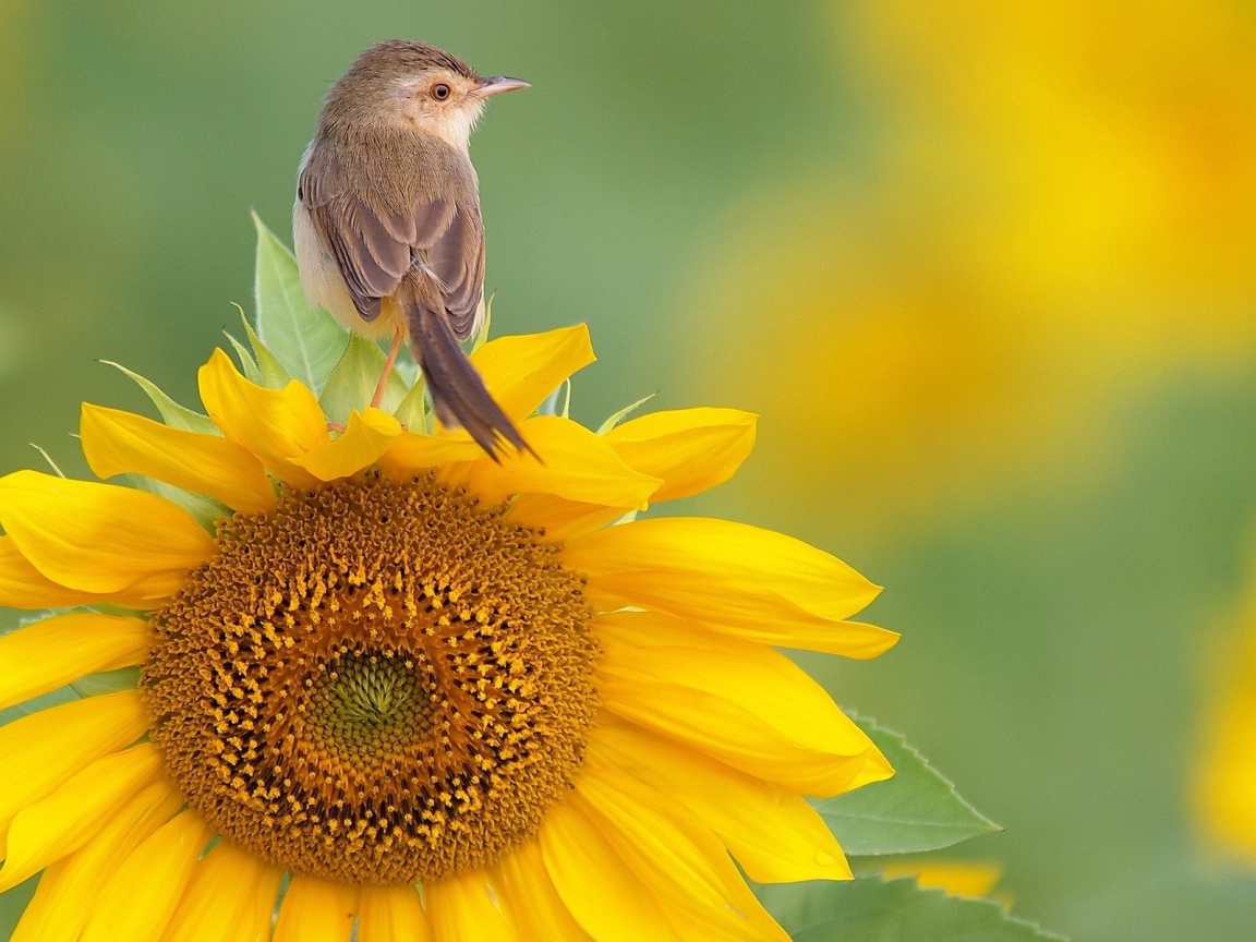 Птица сидит на подсолнухе