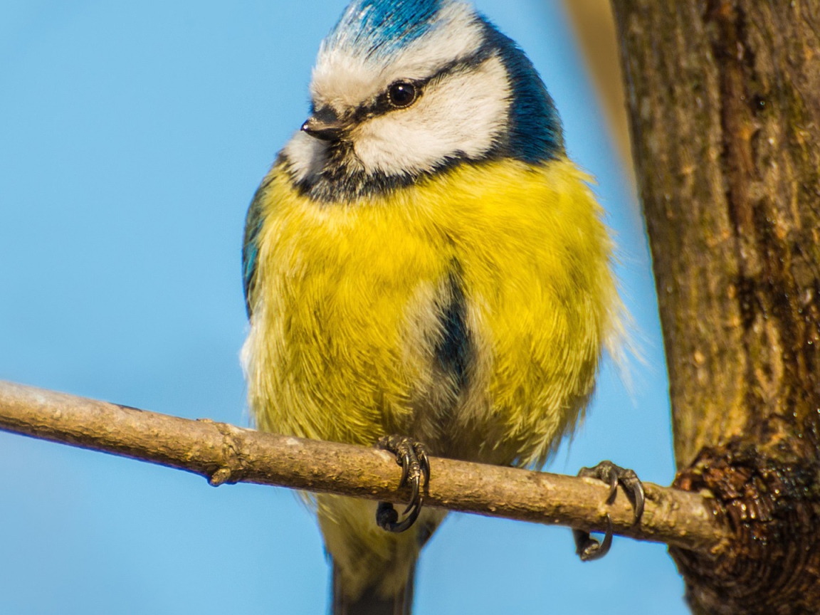 Синица сидит на ветке