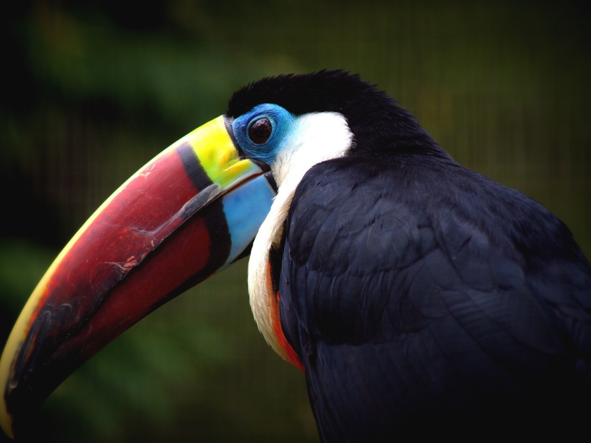 Клюв птицы тукана