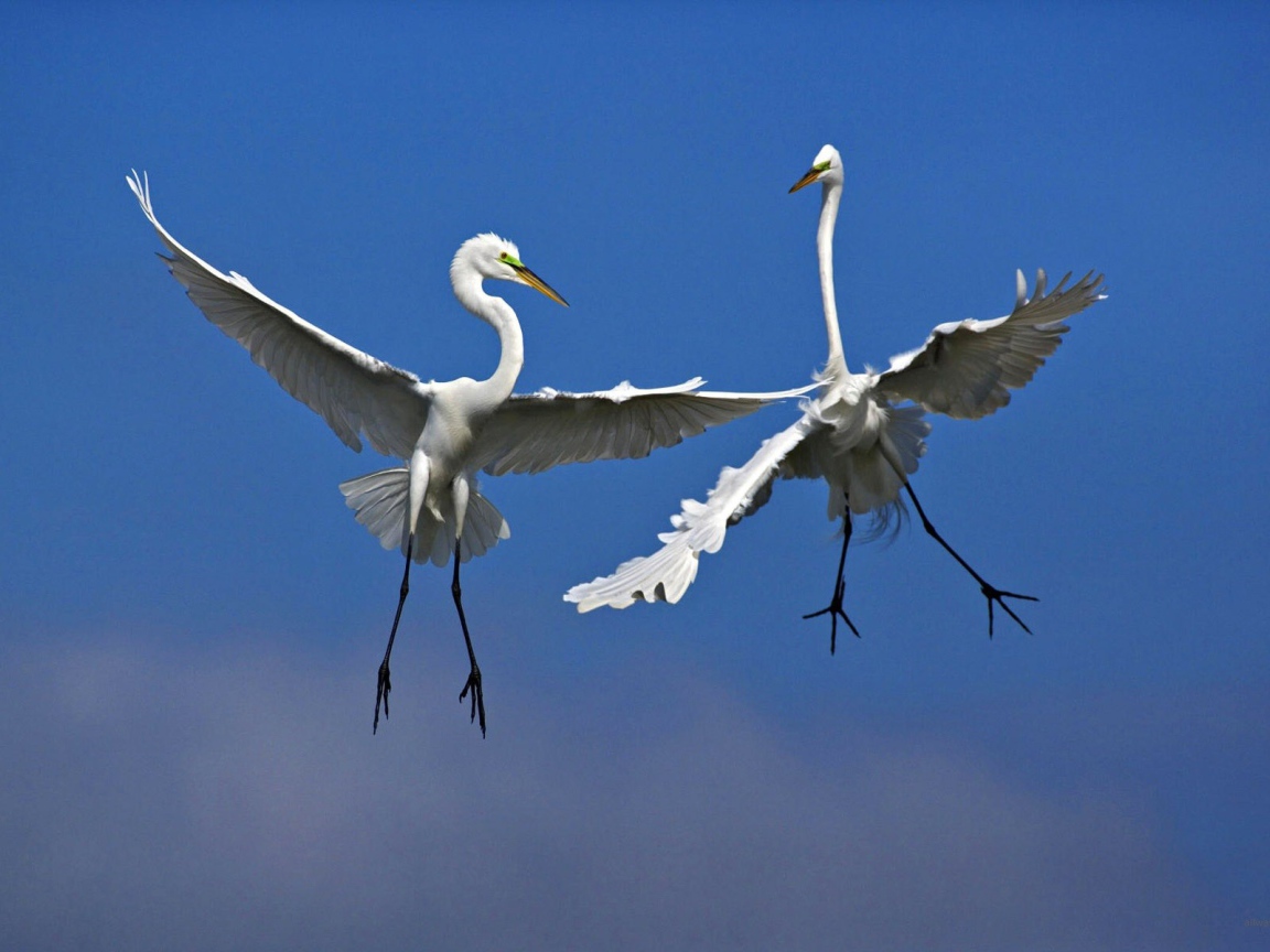 Две птицы в воздухе