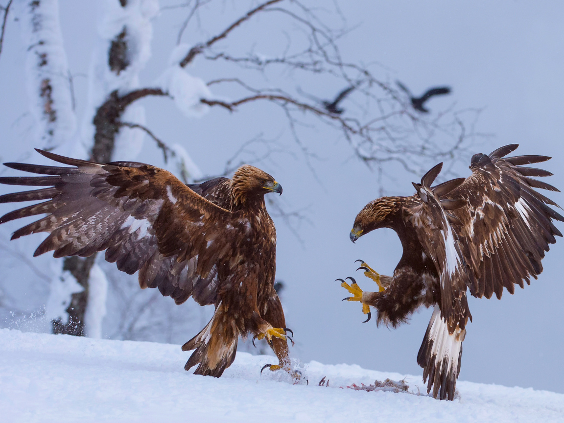 Две птицы зимой
