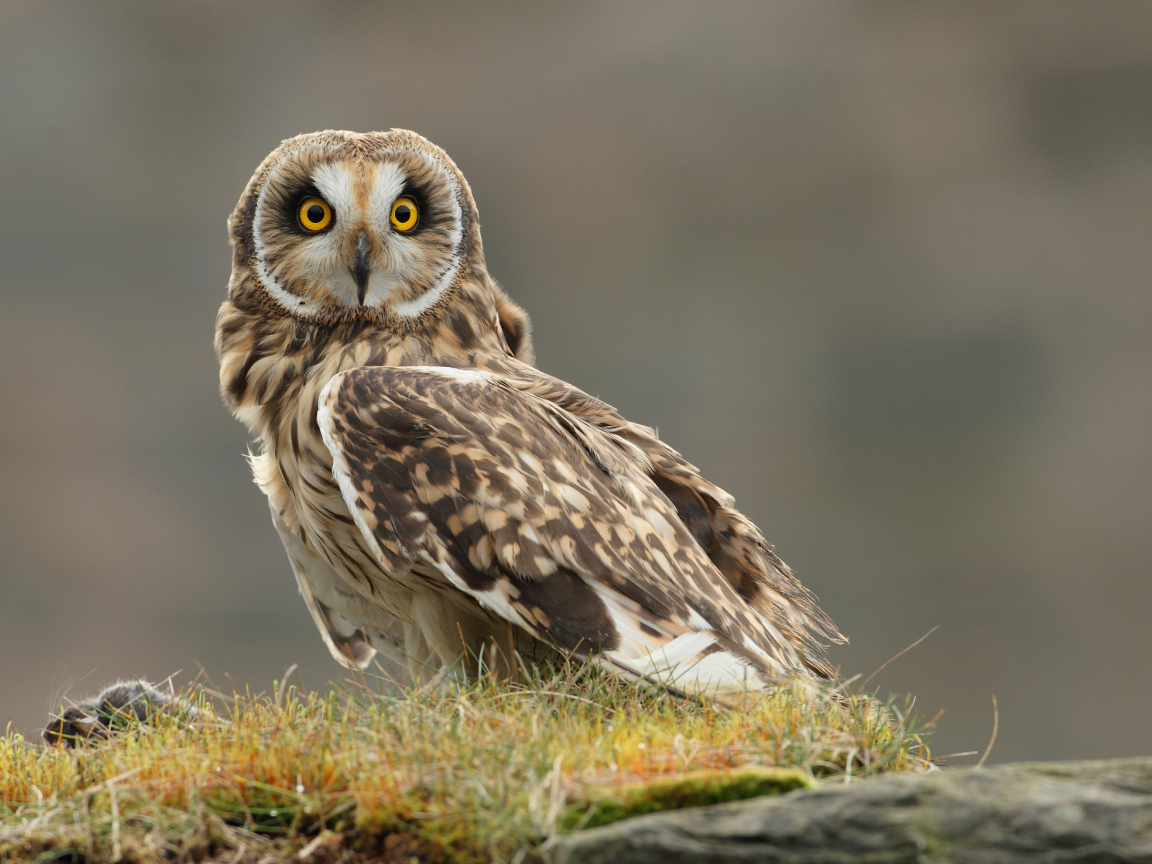 Настороженная сова на траве