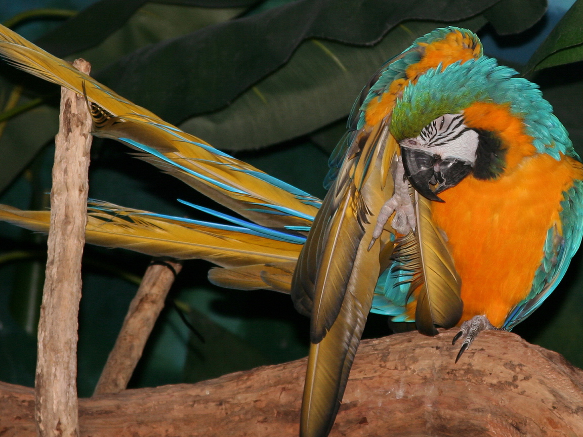 Желто синий попугай