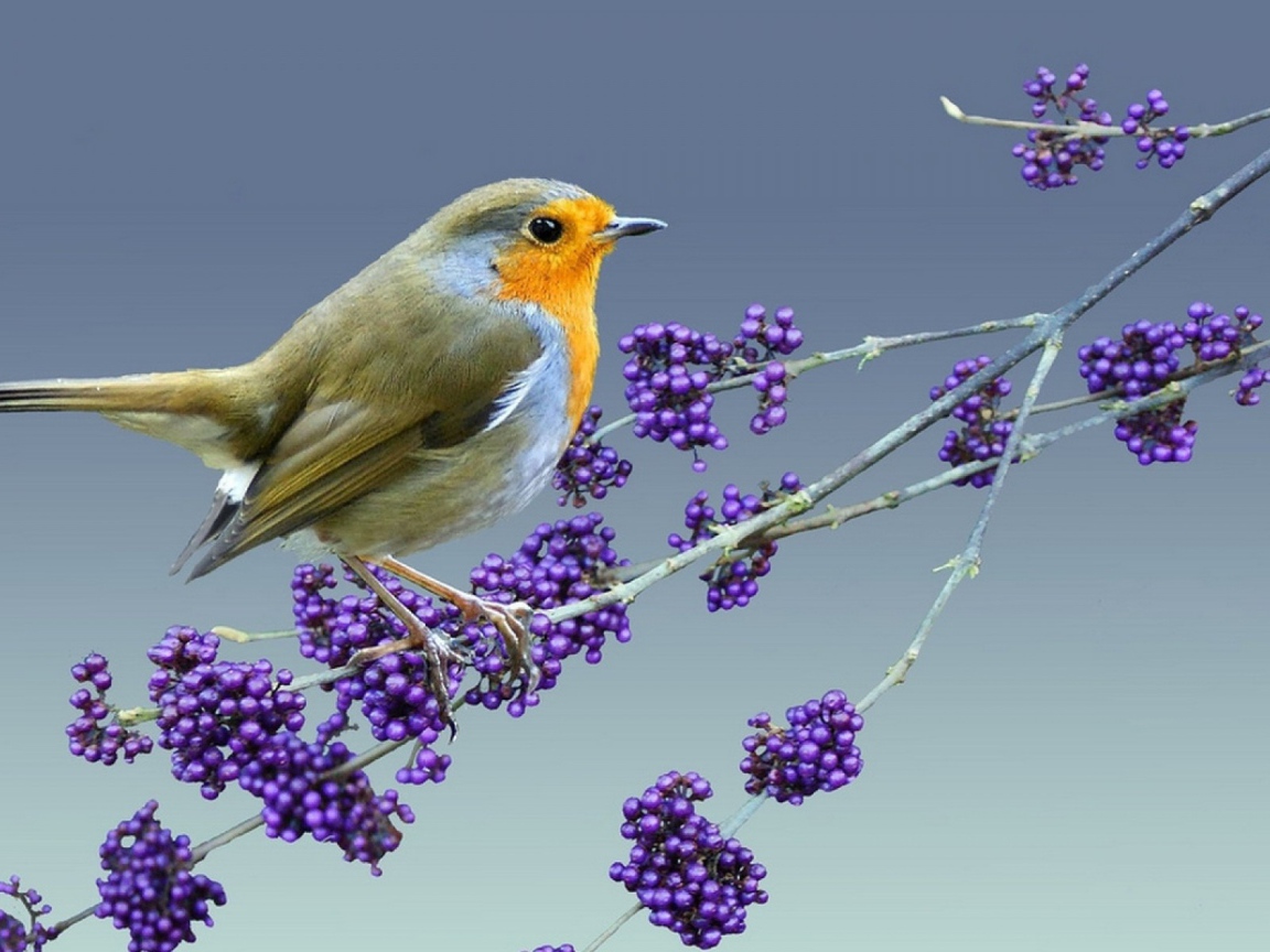 Птица на ветке с ягодами