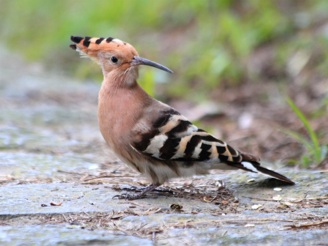 Птица с хохолком