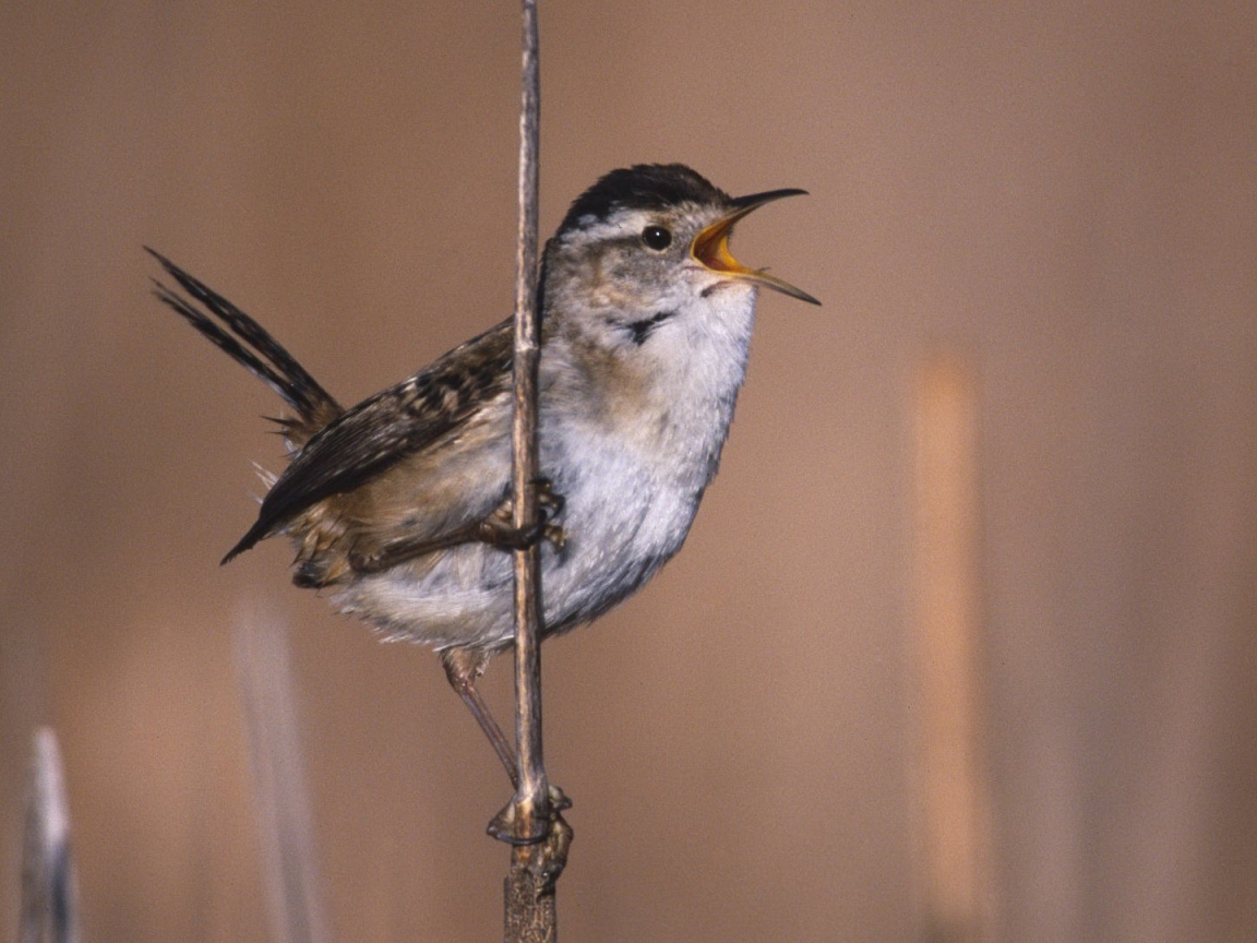 Певчая птица