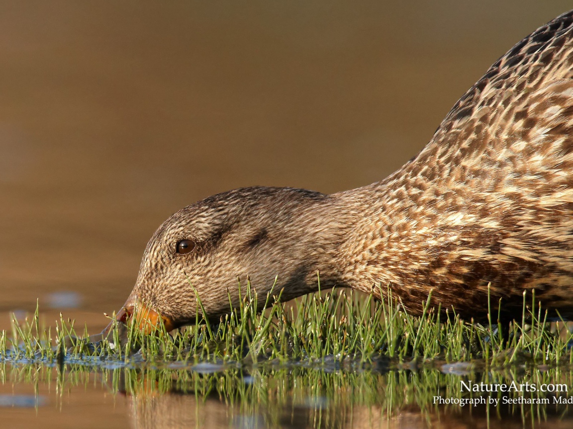 Утка пьет воду