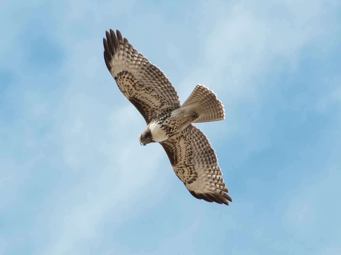 Сокол в полете