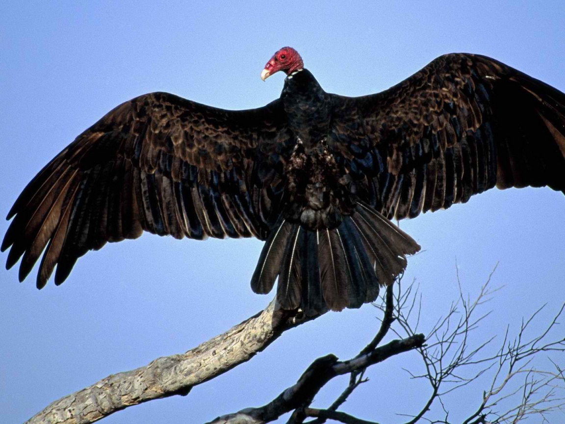 Птица из Турции