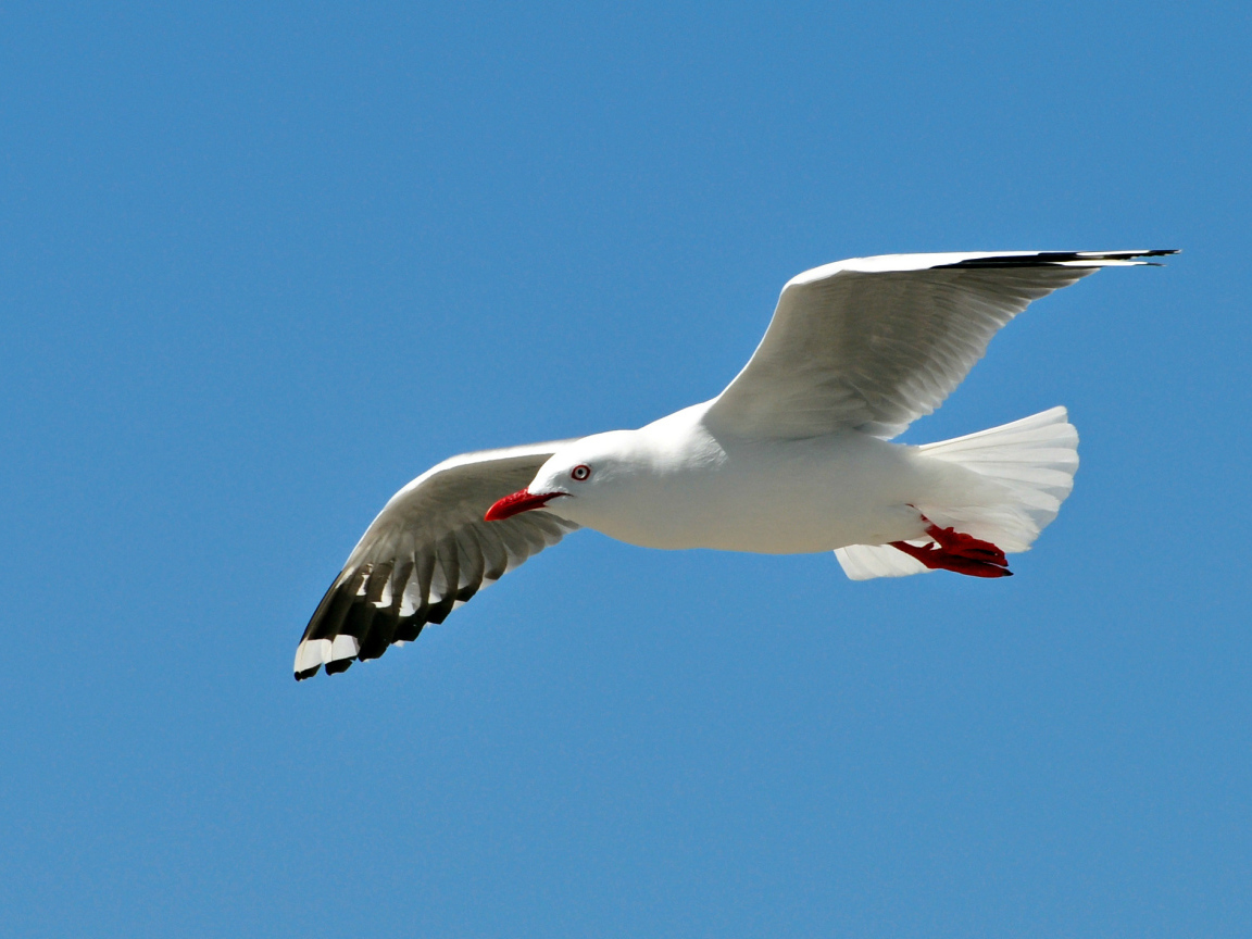 Чайка в полете