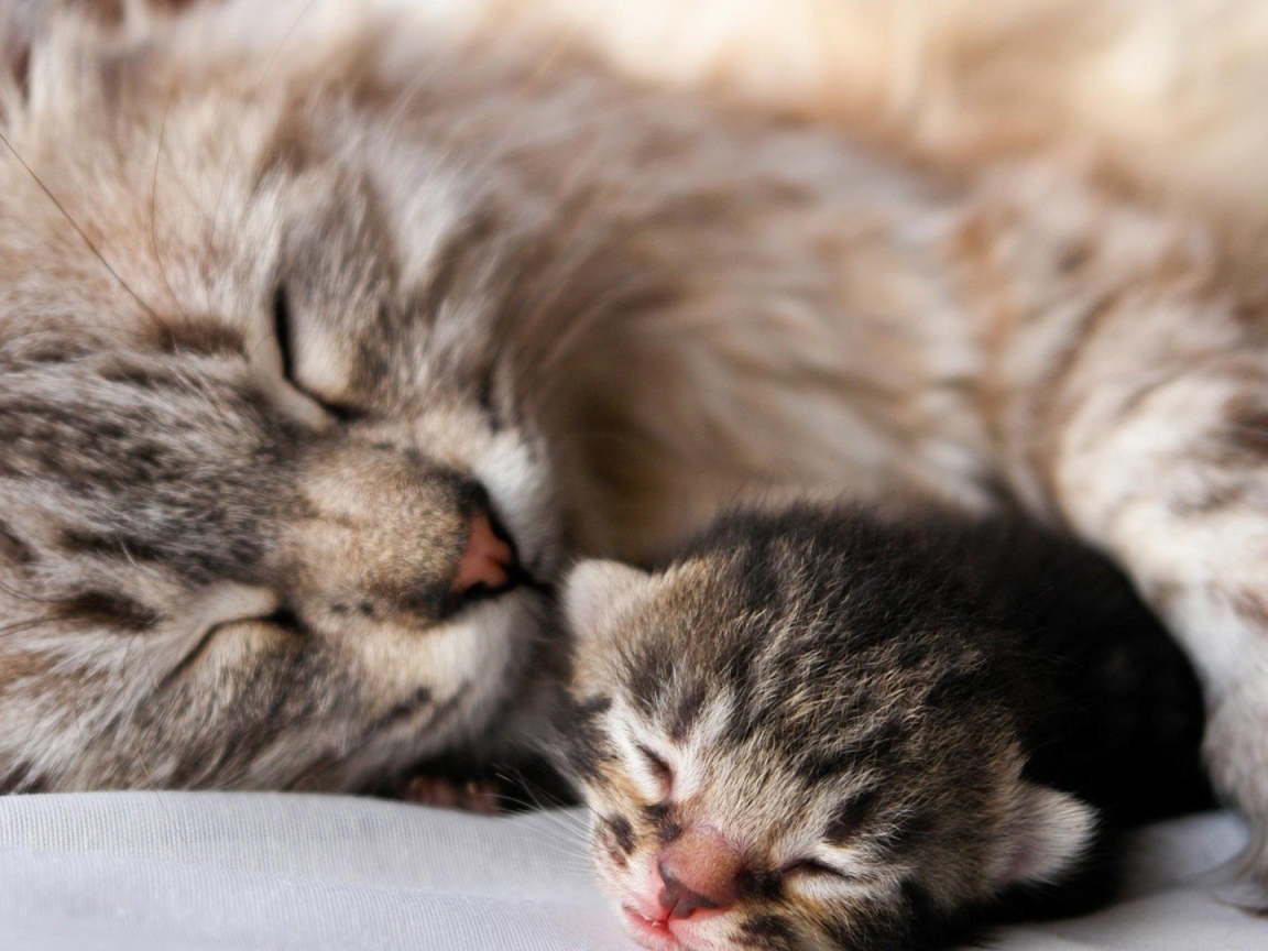 Кошка с котенком