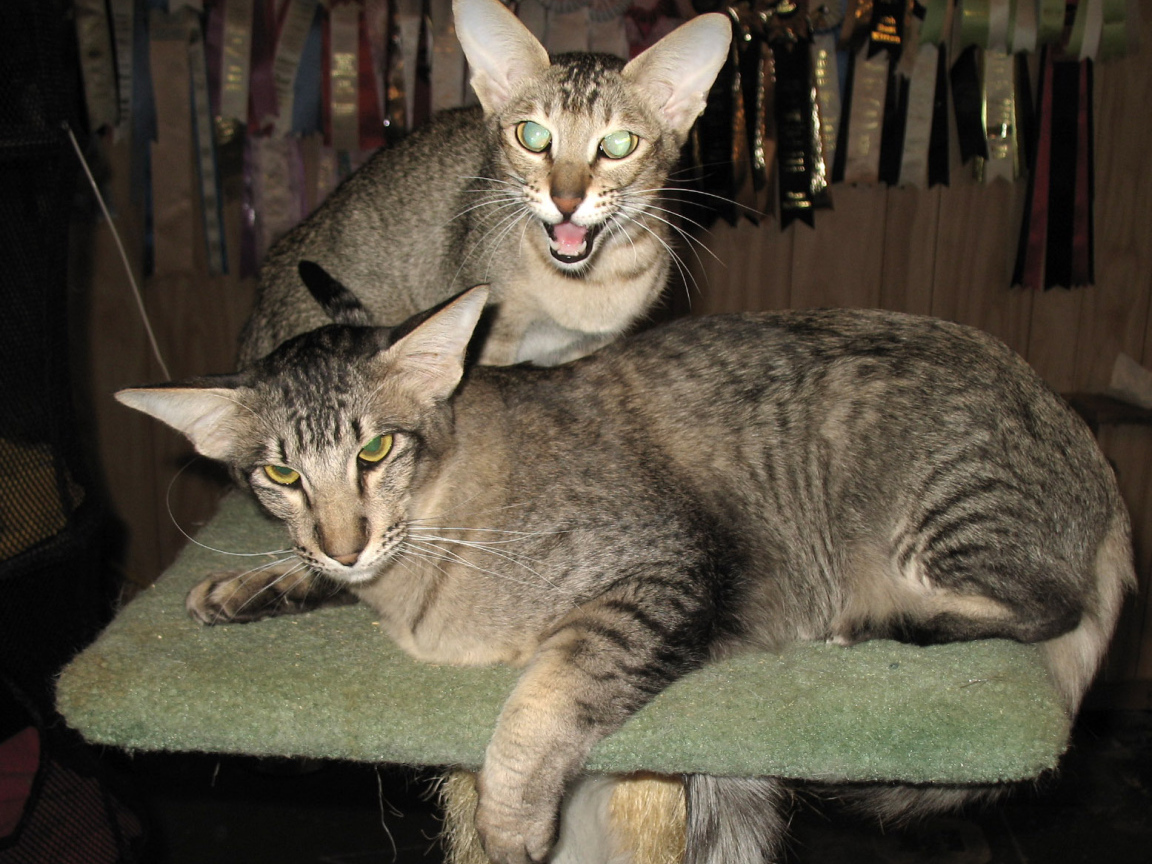 Пара ориентальных длинношерстных кошек