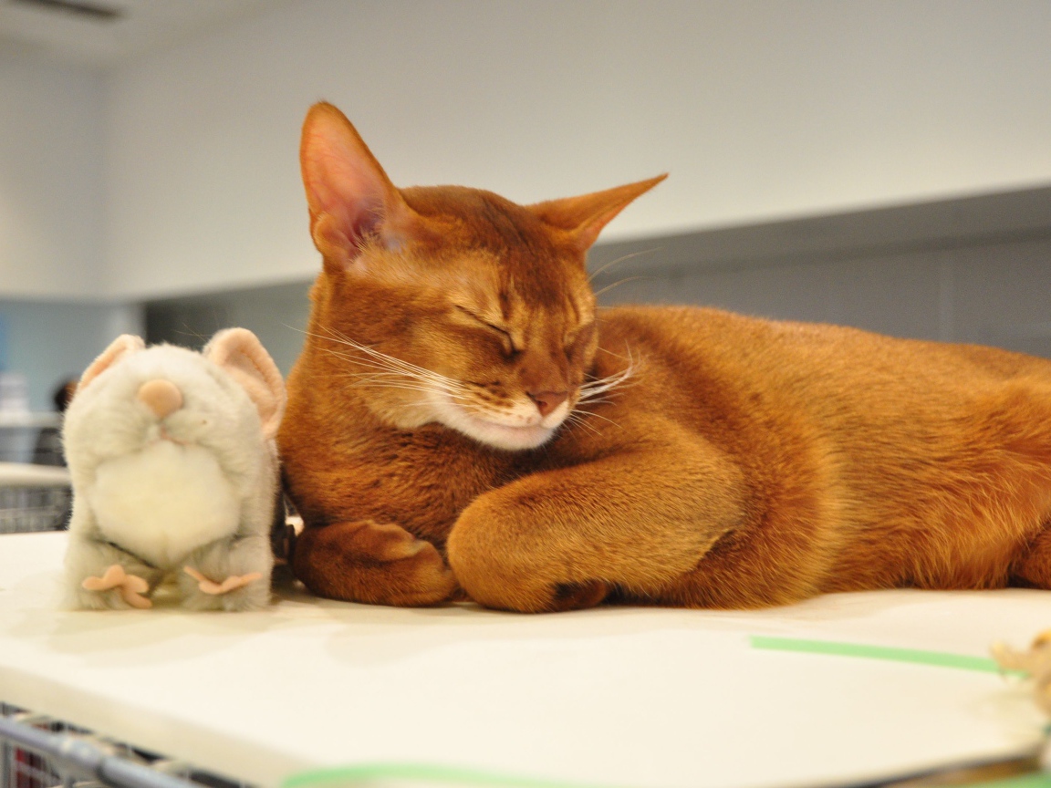 Абиссинская кошка с игрушкой