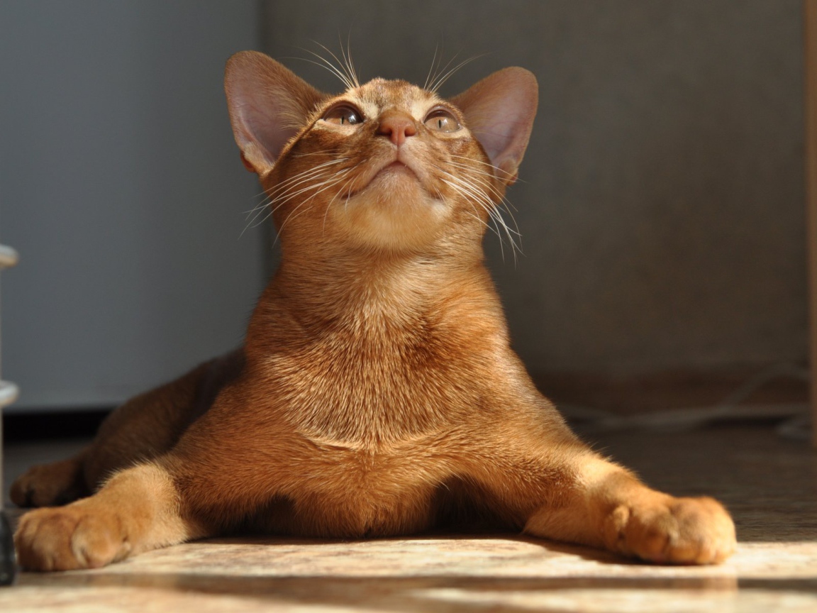 Абиссинская кошка расставила лапы