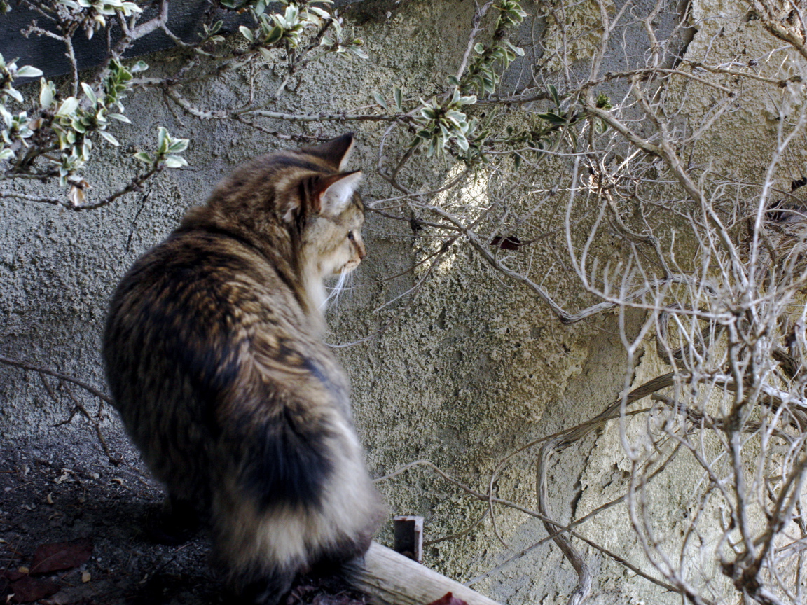 Американский бобтейл на природе