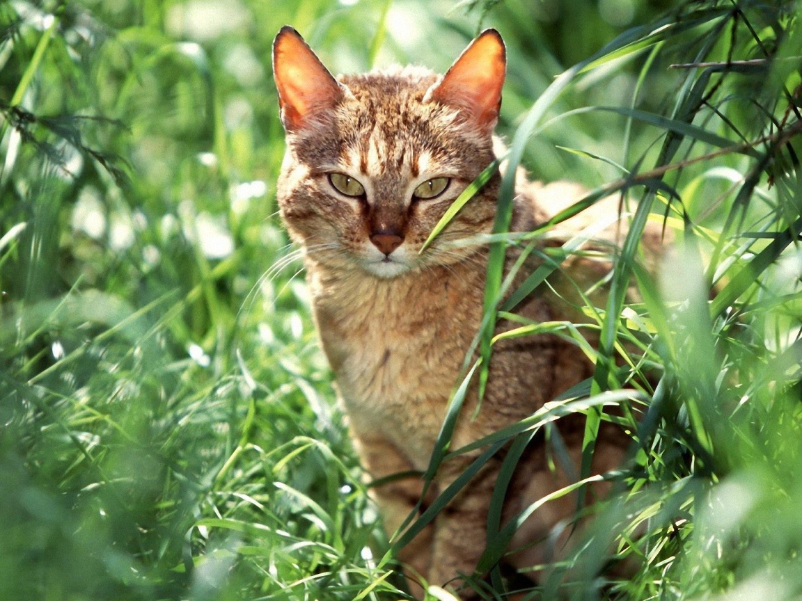 Американская короткошерстная кошка в траве