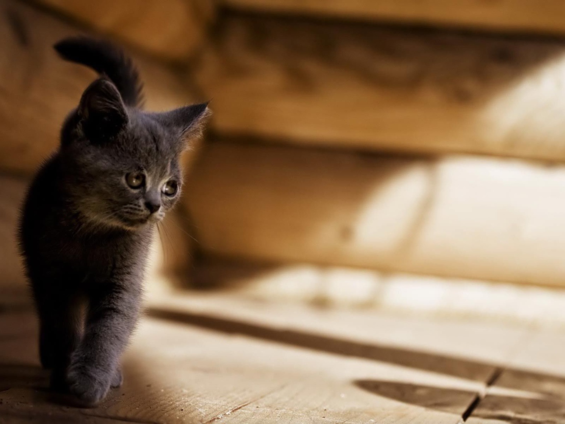 Серый котенок американской жесткошерстной кошки